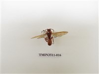 藏品(日本長腳蜂)的圖片